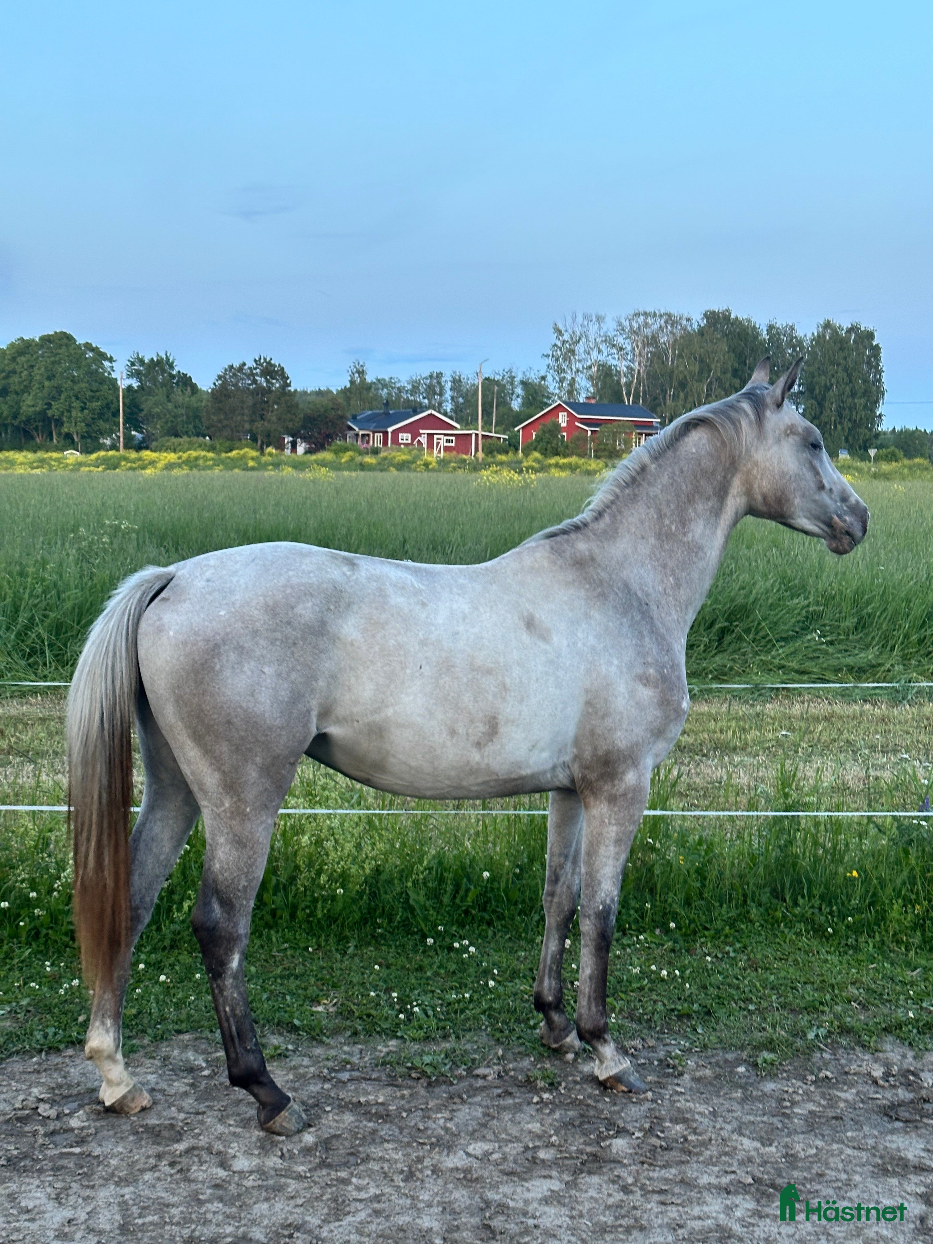Allround hästar till salu: En vän för framtiden🌟 - Annons 1