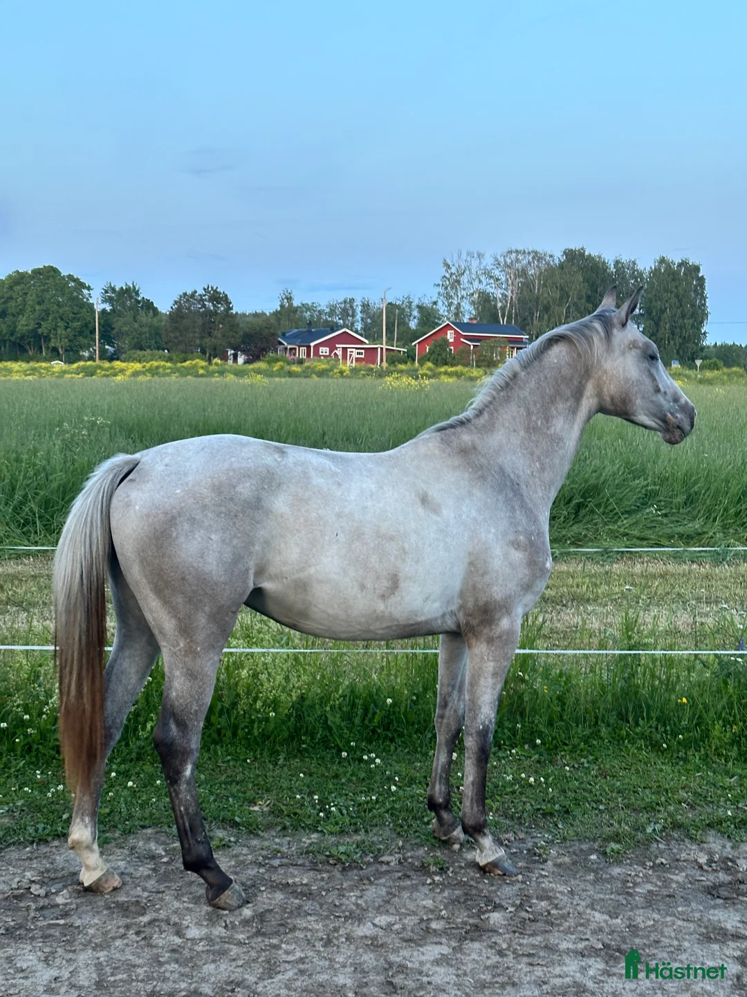 Allround hästar till salu: En vän för framtiden🌟 - Annons 1