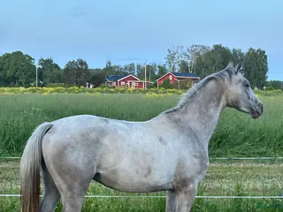 Allround hästar till salu: En vän för framtiden🌟 - Annons 1