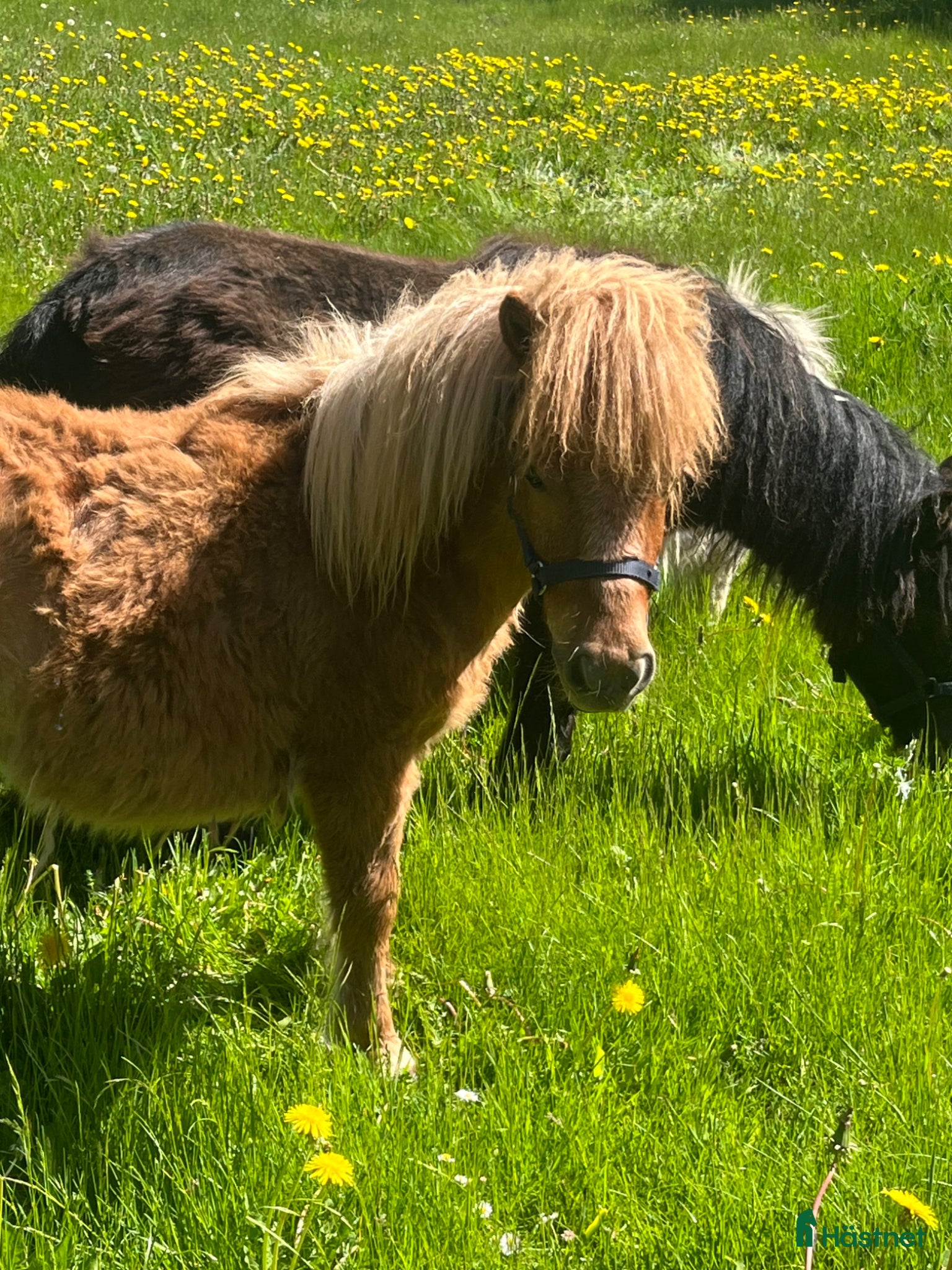  hästar Minishetland hingst  - Annons 1
