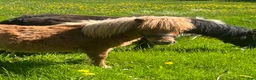 Övrigt hästar till salu: Minishetland hingst  - Annons 1