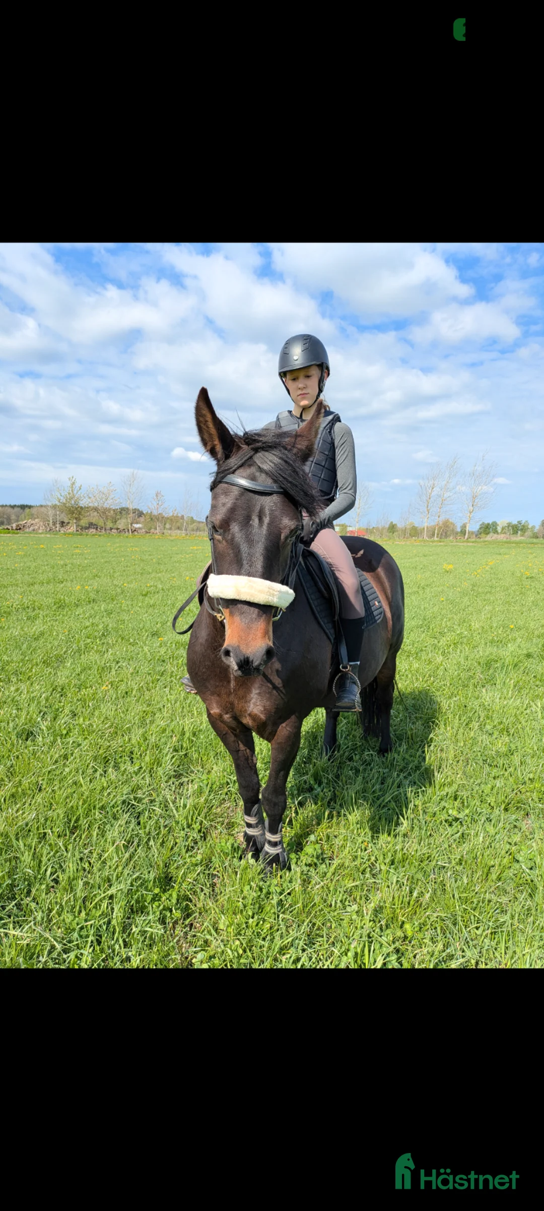 Allround hästar till salu: Fullblodshingst -25 New forest -12 söker 5🌟hem i Tidaholm - Annons 2