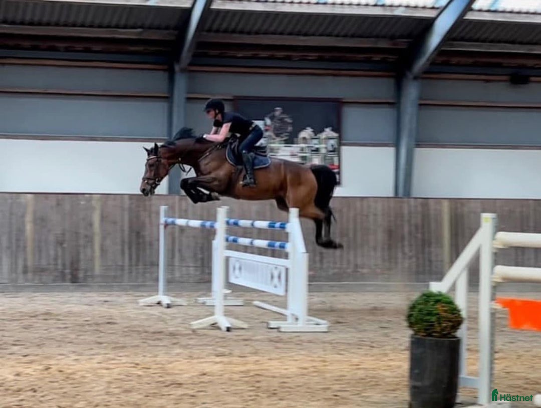  hästjobb finnes: Hoppryttare sökes till hopp/försäljningsstall! i Sulsted - Annons 5