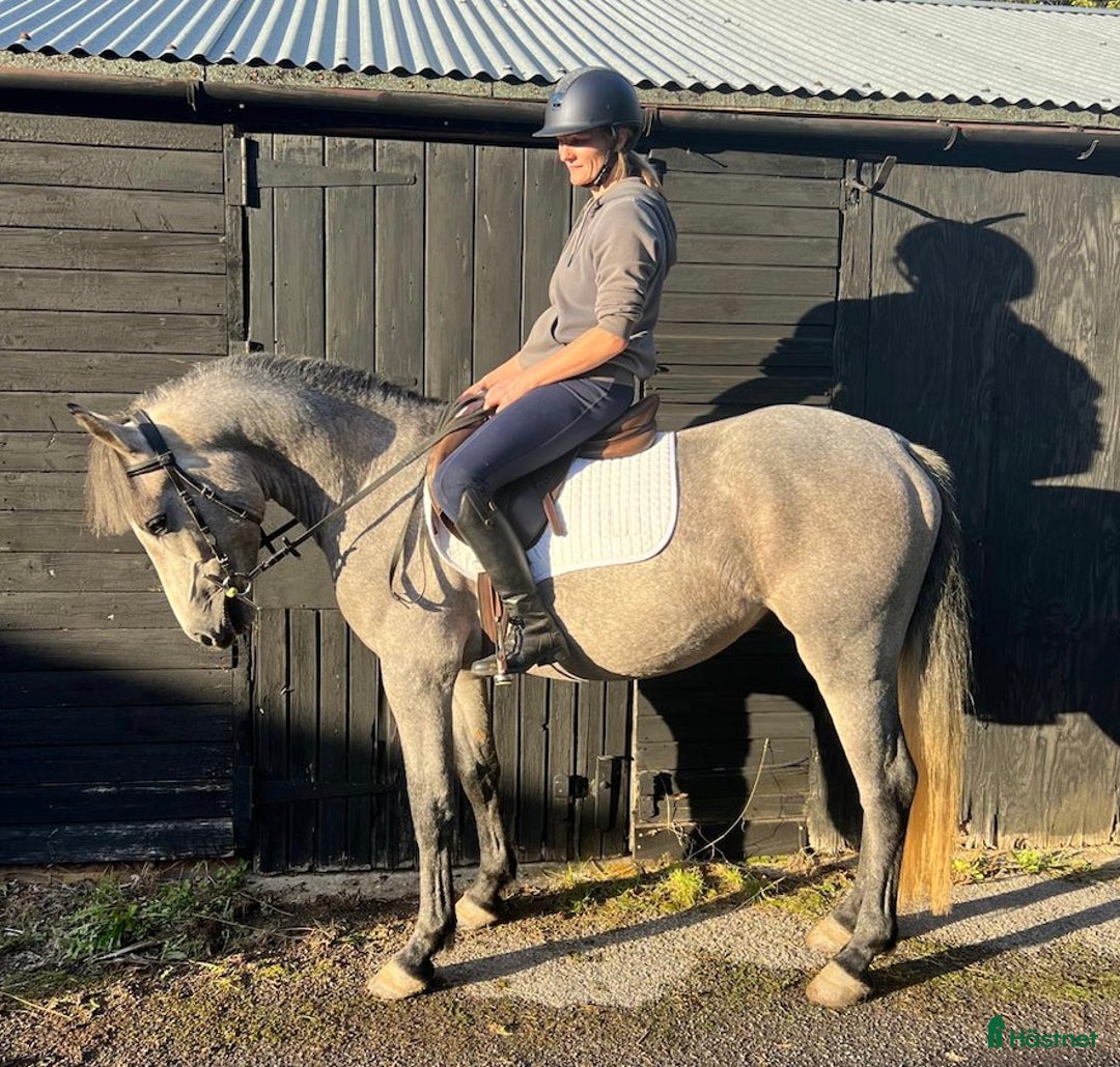 Hoppning hästar till salu: 3YO CONNEMARA – ELITE JUMPING PROSPECT i Ljungby - Annons 1