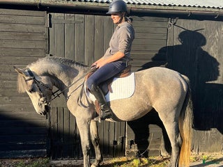 hästar 3YO CONNEMARA – ELITE JUMPING PROSPECT i Ljungby - Annons 19