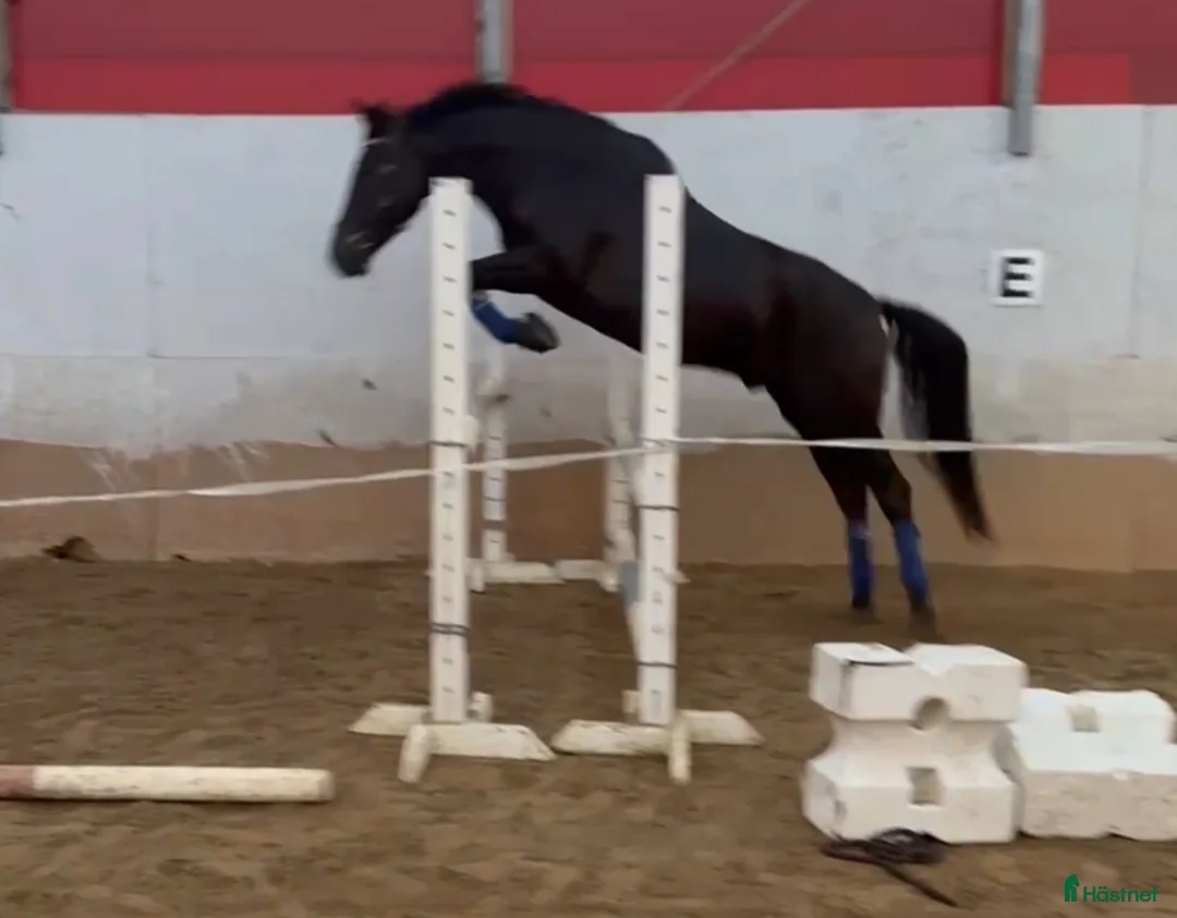 Allround hästar till salu: Stor häst i liten förpackning⭐️ - Annons 2