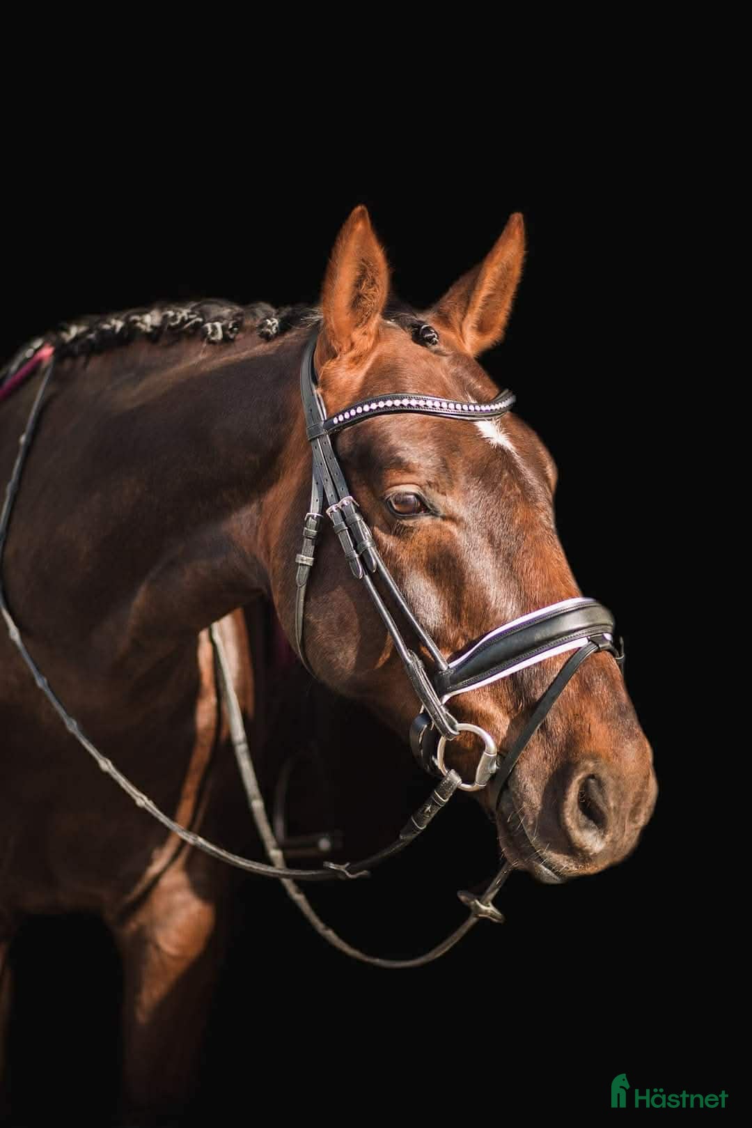 Allround hästar till salu: Trevlig Allroundhäst - Annons 1