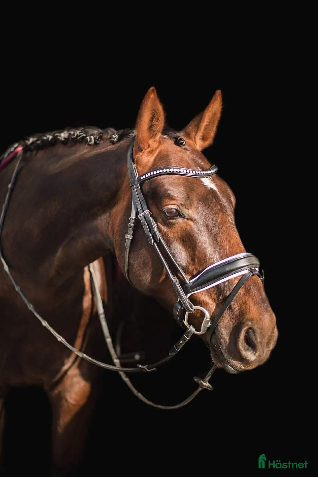 Allround hästar till salu: Trevlig Allroundhäst - Annons 1