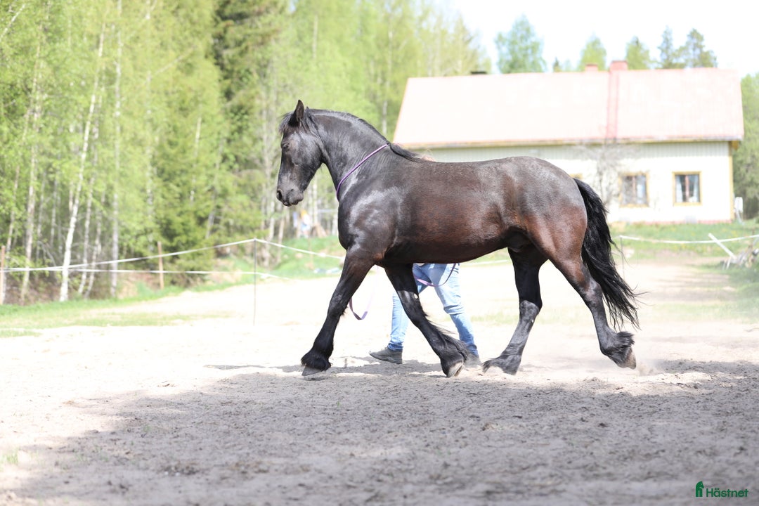 Allround hästar till salu: **Exceptional Horse for Sale** - Annons 16