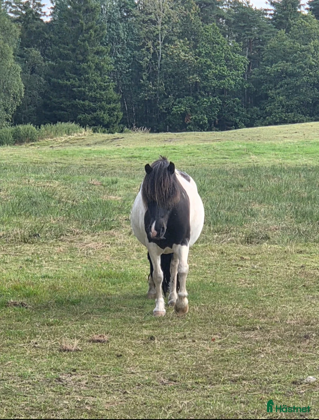 Allround hästar till salu: Snäll kille - Annons 2