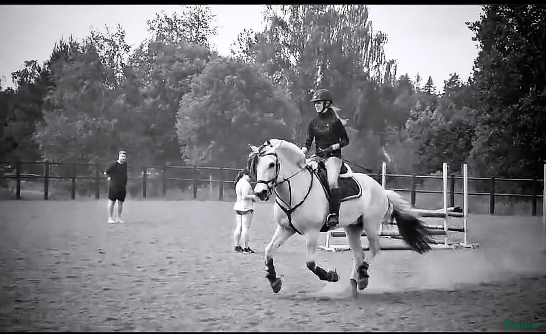  medryttarhäst finnes: Dressyr intresserad ryttare sökes till Fjording i Västerhaninge - Annons 19