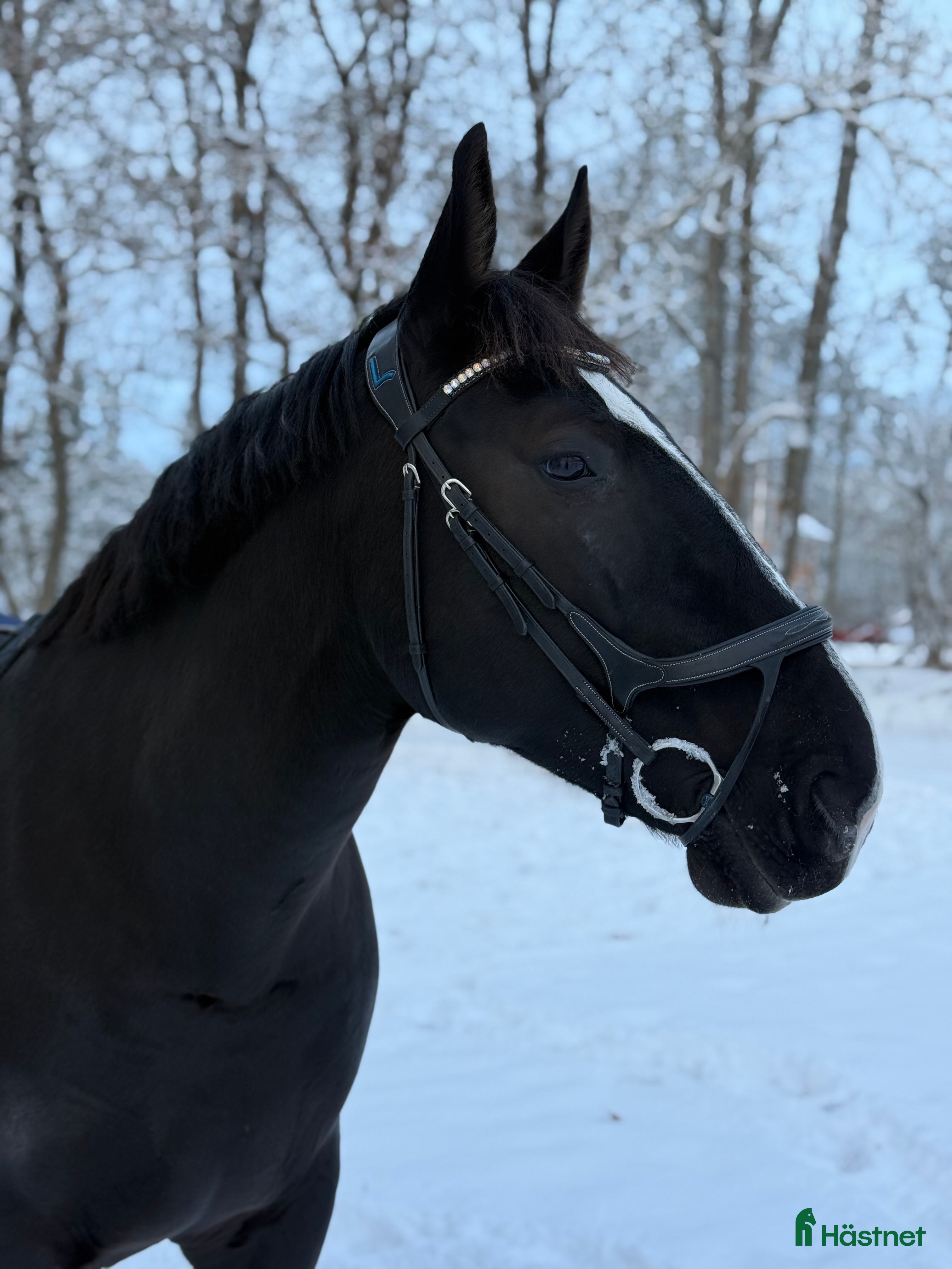  hästar Bästavän för den rutinerade ryttaren - Annons 5