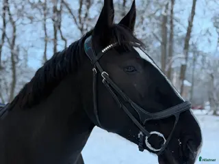 hästar Bästavän för den rutinerade ryttaren - Annons 5