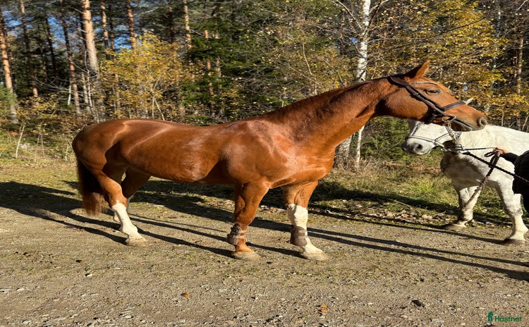  hästservice i Nykvarn - Annons 15