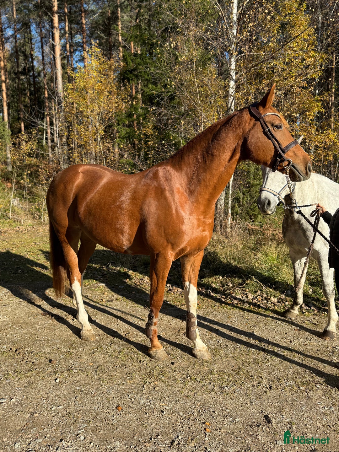  hästservice finnes: Utbildning/Inridning/Rehab i Nykvarn - Annons 1