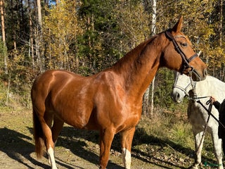 hästservice Utbildning/Inridning/Rehab i Nykvarn - Annons 12