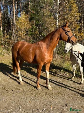 hästservice i Nykvarn - Annons 15