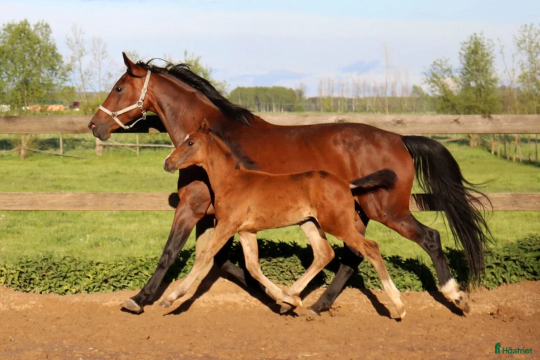 Avelshästar hästar till salu: Avelssto efter Zirocco Blue - Annons 2