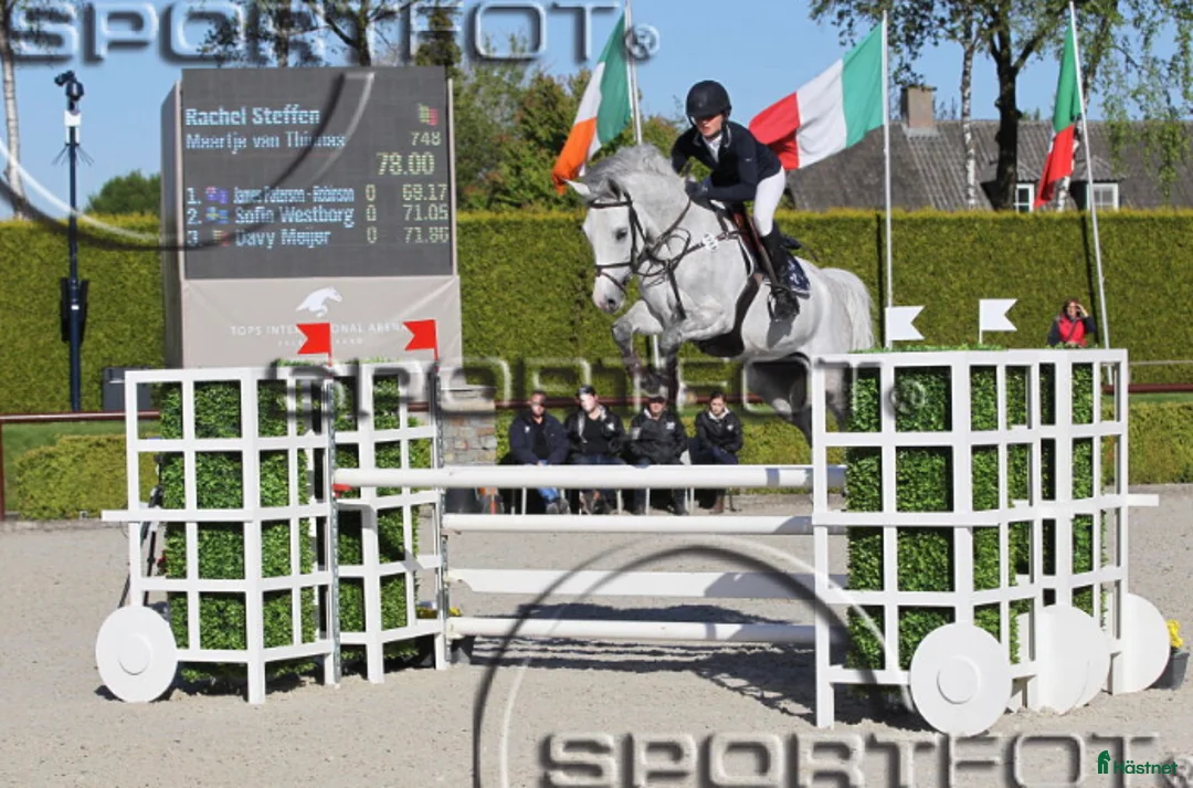 Avelshästar hästar till salu: Elite Broodmare Opportunity  - Annons 1