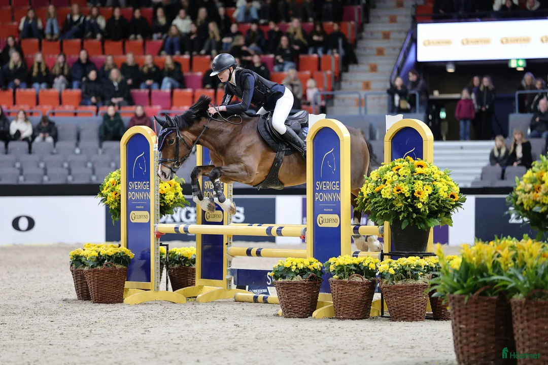 Hoppning hästar till salu: Maxad C-ponny med power och utstrålning  - Annons 2