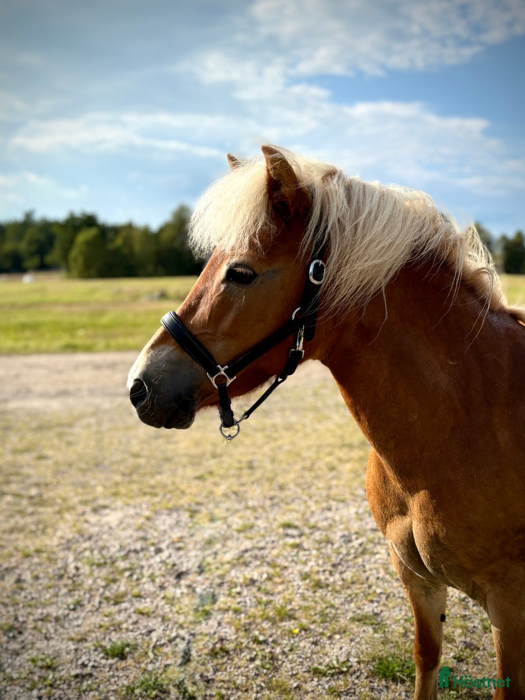 Allround hästar till salu: Sockersöt ponny med stor personlighet i Markaryd - Annons 1