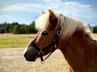 hästar Sockersöt ponny med stor personlighet i Markaryd - Annons 8