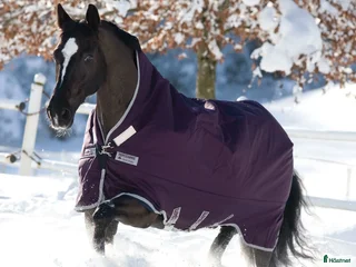 Täcken hästutrustning till salu: Nytt Rambo 370g 130/6'0 i Sandviken - Annons 2