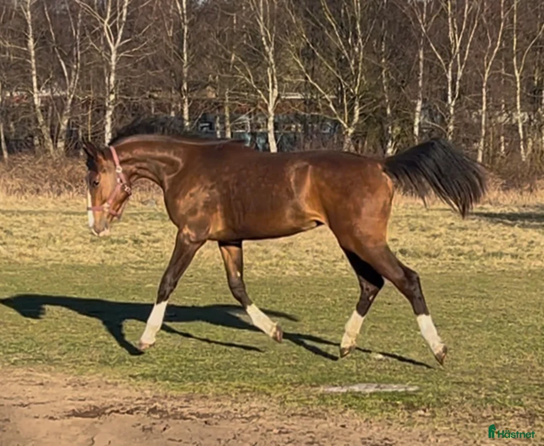 Hoppning hästar till salu: Fantastisk unghäst! i Sölvesborg - Annons 11