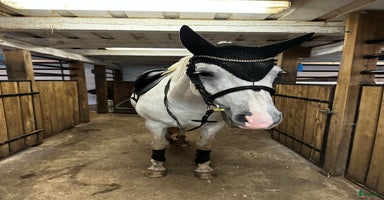  hästar Trevligt sto i Våxtorp - Annons 6