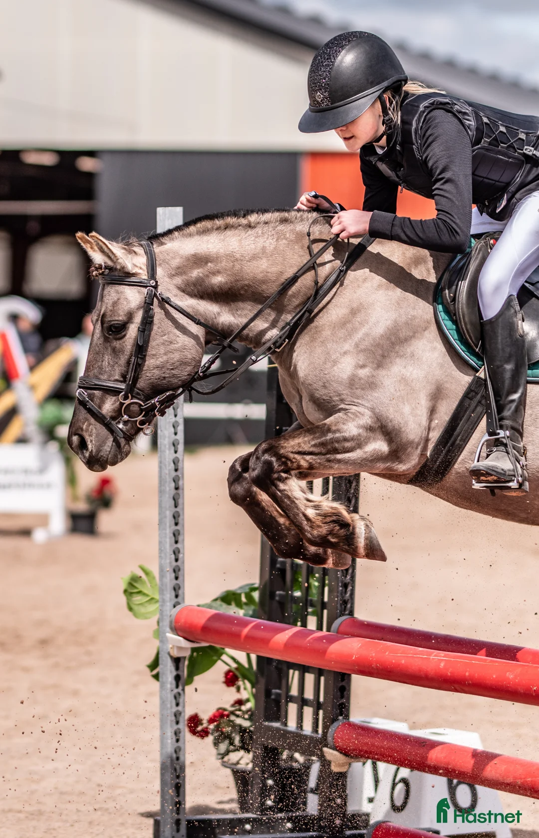 Allround hästar till salu: Allroundponny - Annons 1