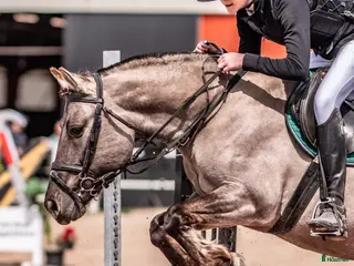 hästar Allroundponny - Annons 22