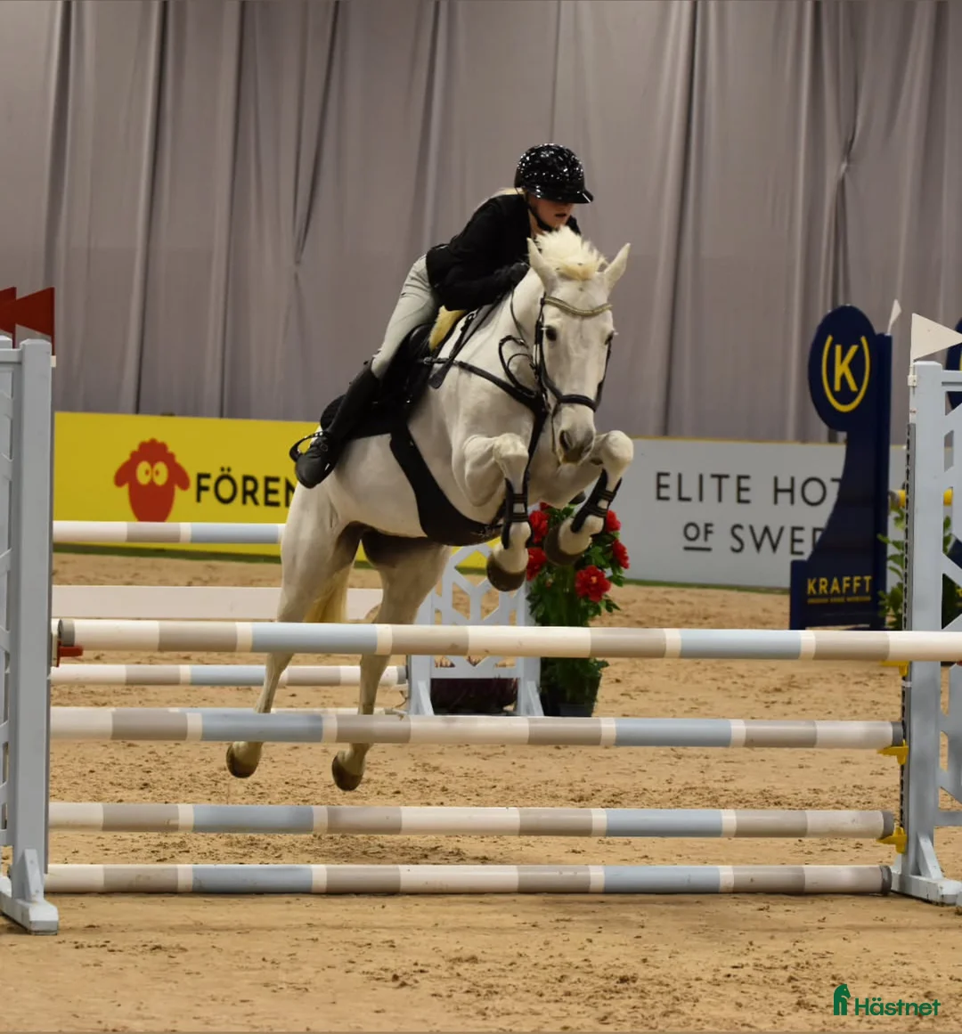 Hoppning hästar till salu: Rutinerad tävlingsponny - Annons 2