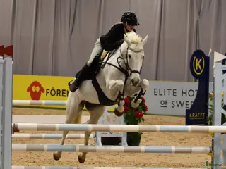 hästar Rutinerad tävlingsponny - Annons 11