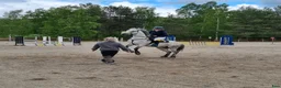 Hoppning hästar till salu: C ponny - Annons 5