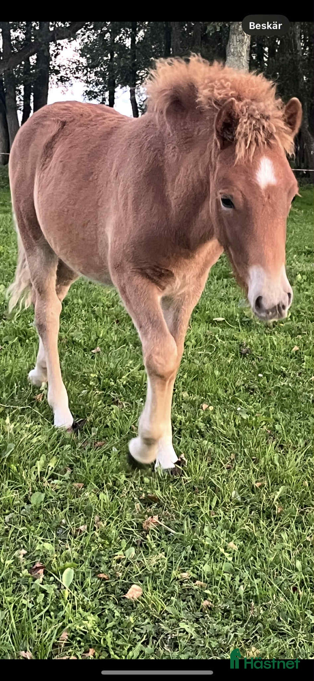 Trav hästar till salu: TVÅ fantastiska ponnyer i Vollsjö - Annons 1