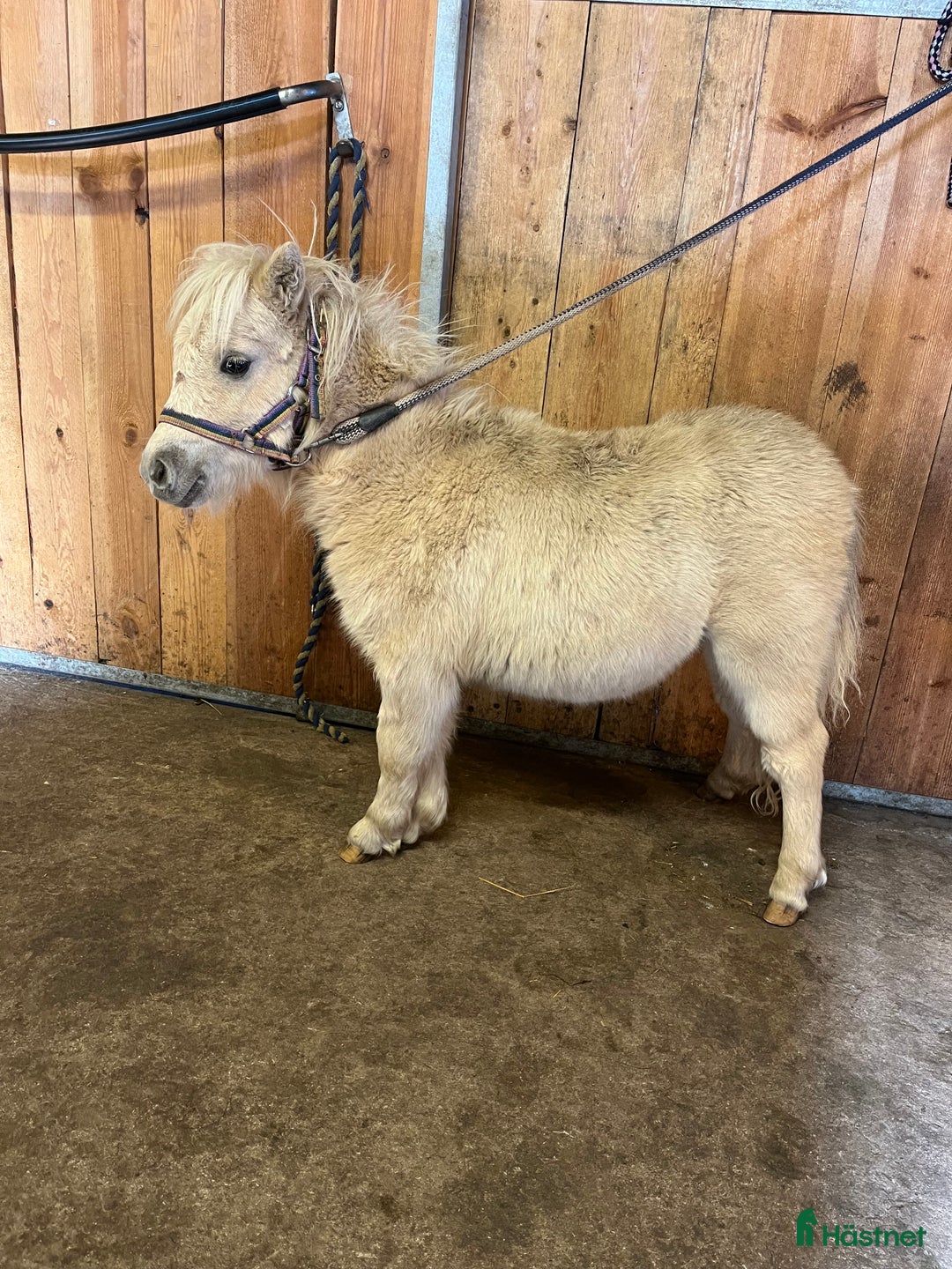 Övrigt hästar till salu: Minishetland föl i Falköping - Annons 3