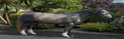 Allround hästar till salu: Beautiful Irish Cob - Annons 7