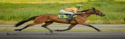 Trav hästar till salu: Amatörhäst/ridtravare med glimten i ögat - Annons 6