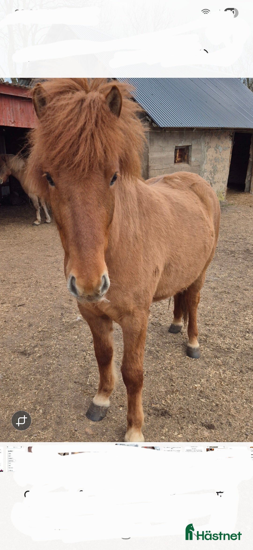 Island hästar till salu: Fin valack  i Falköping - Annons 2