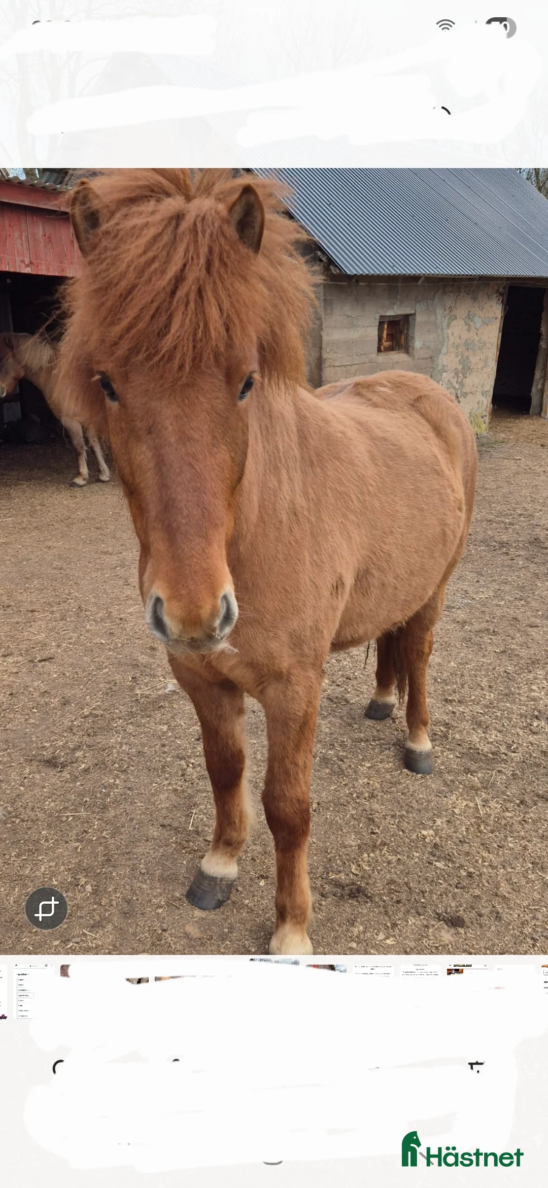 Island hästar till salu: Fin valack  i Falköping - Annons 2