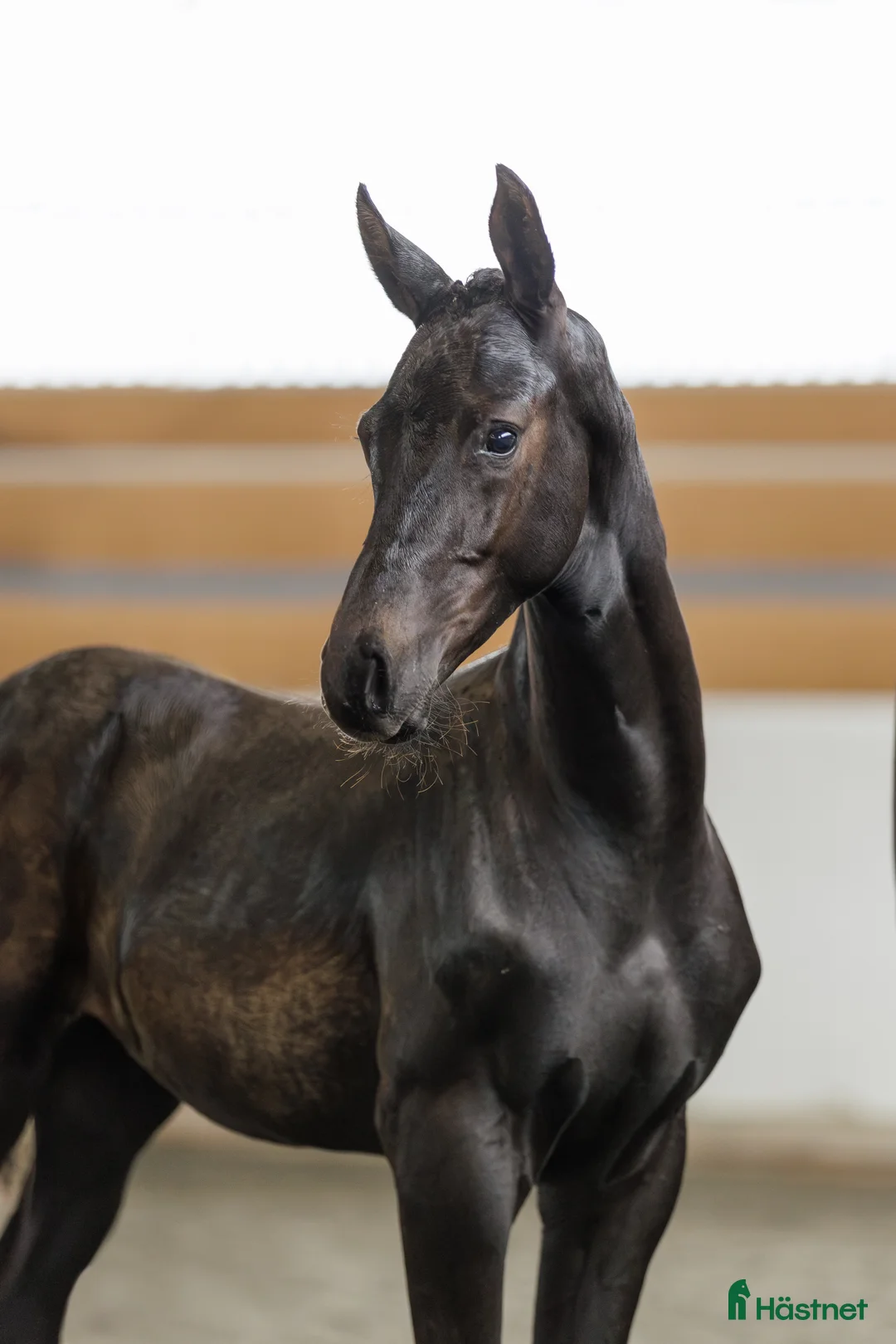 Dressyr hästar till salu: Talang redo att sätta igång efter BH Hotline! - Annons 9