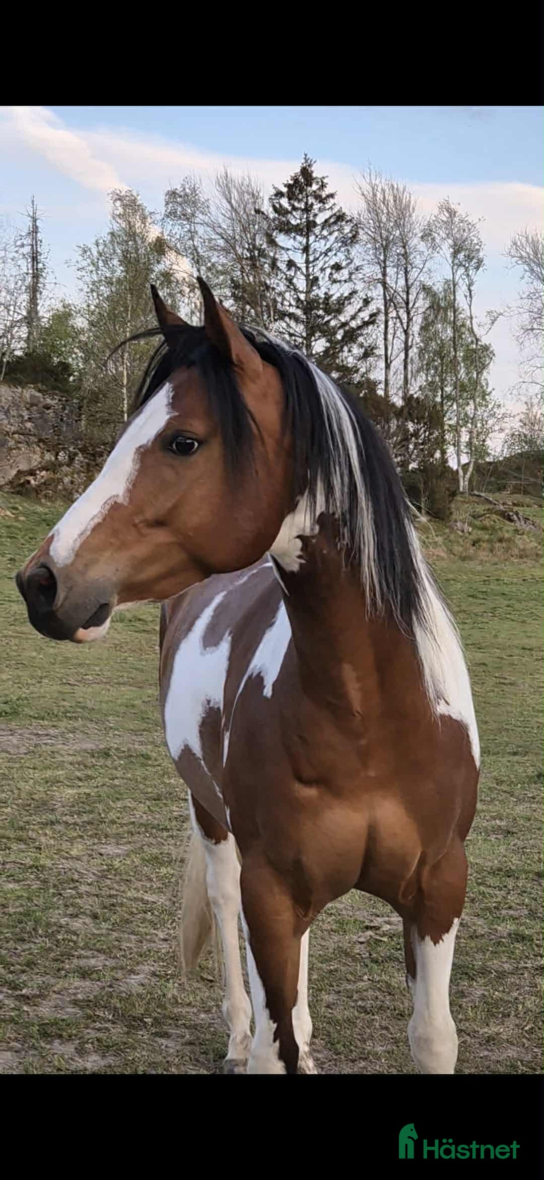  hästar Paint  i Fjällbacka - Annons 2