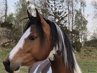 hästar Paint i Fjällbacka - Annons 2