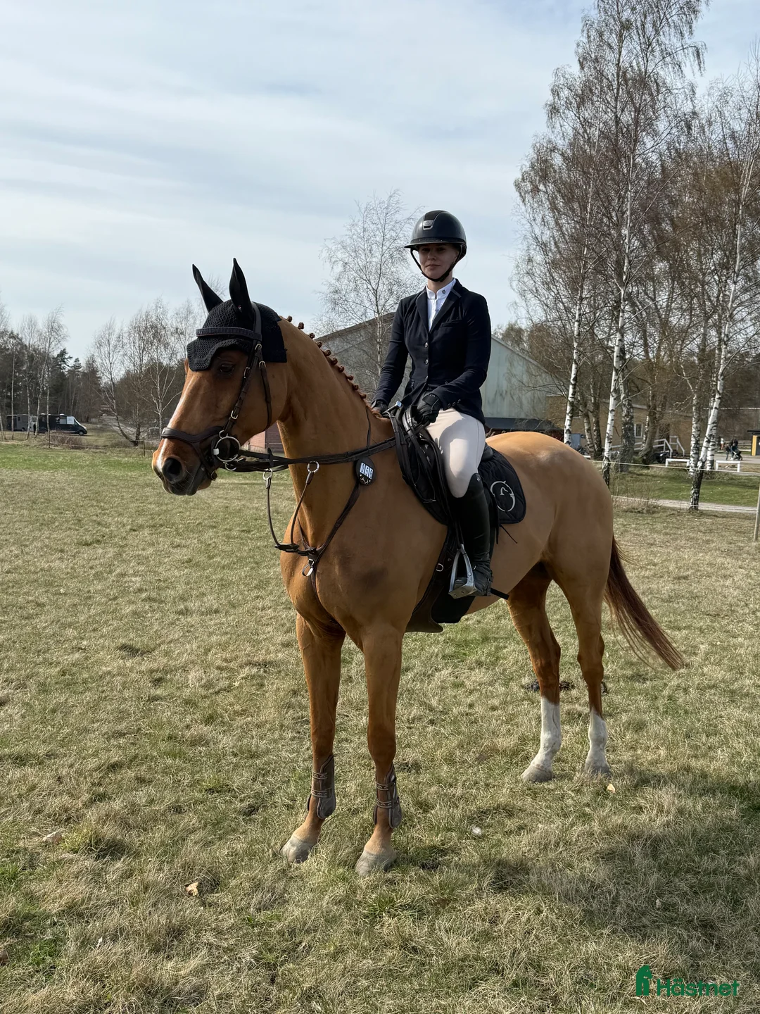 Hoppning hästar till salu: Läromästare & en bästa vän - Annons 2