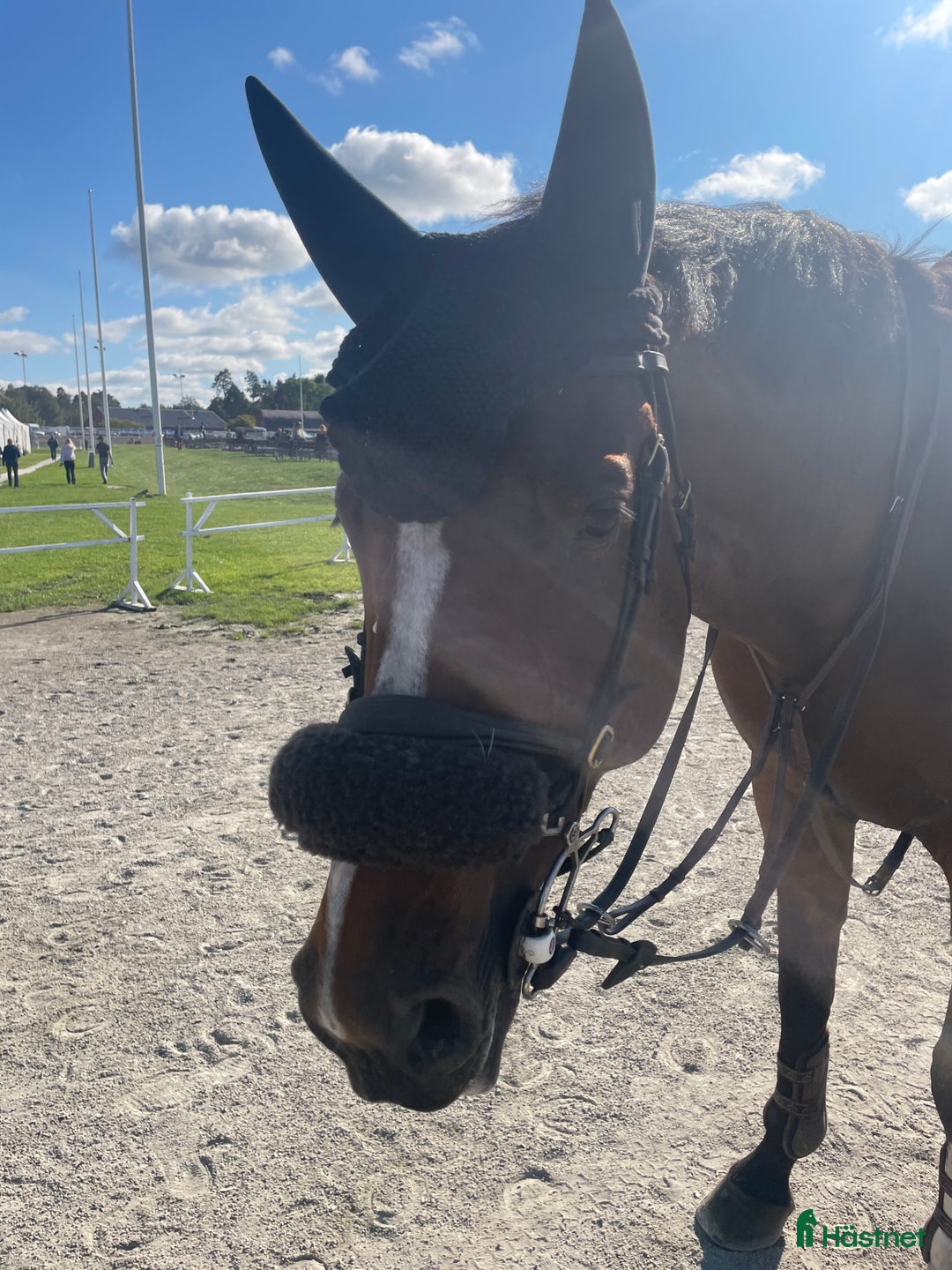 Hoppning hästar till salu: 10 årigt sto med plac 130- kapacitet för mer!  i Täby - Annons 6