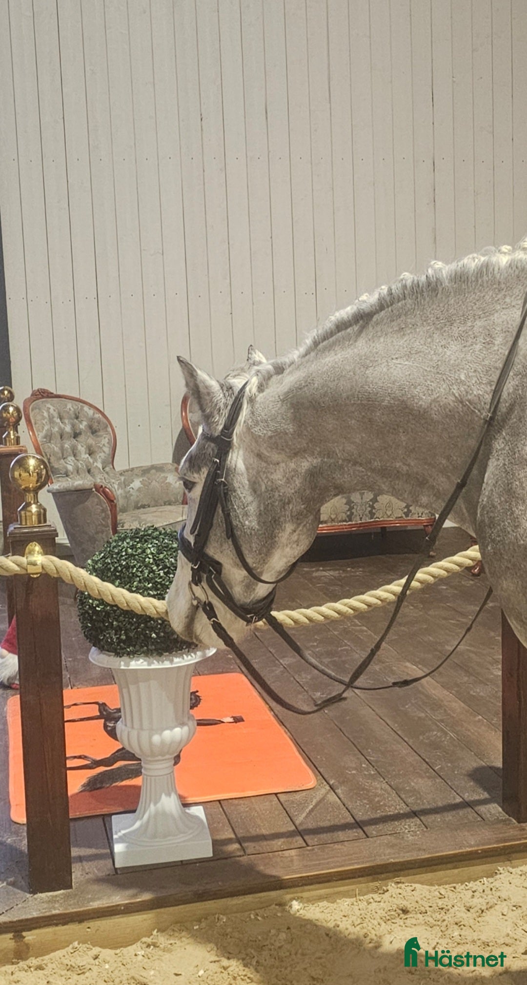 Allround hästar till salu: Drömponny! i Lindesberg - Annons 3