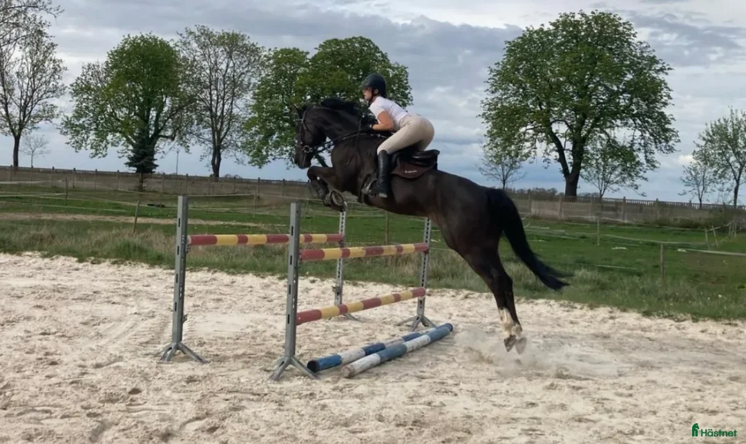 Hoppning hästar till salu: Talangfull hopphäst med stor potential  i Stockholm - Annons 5