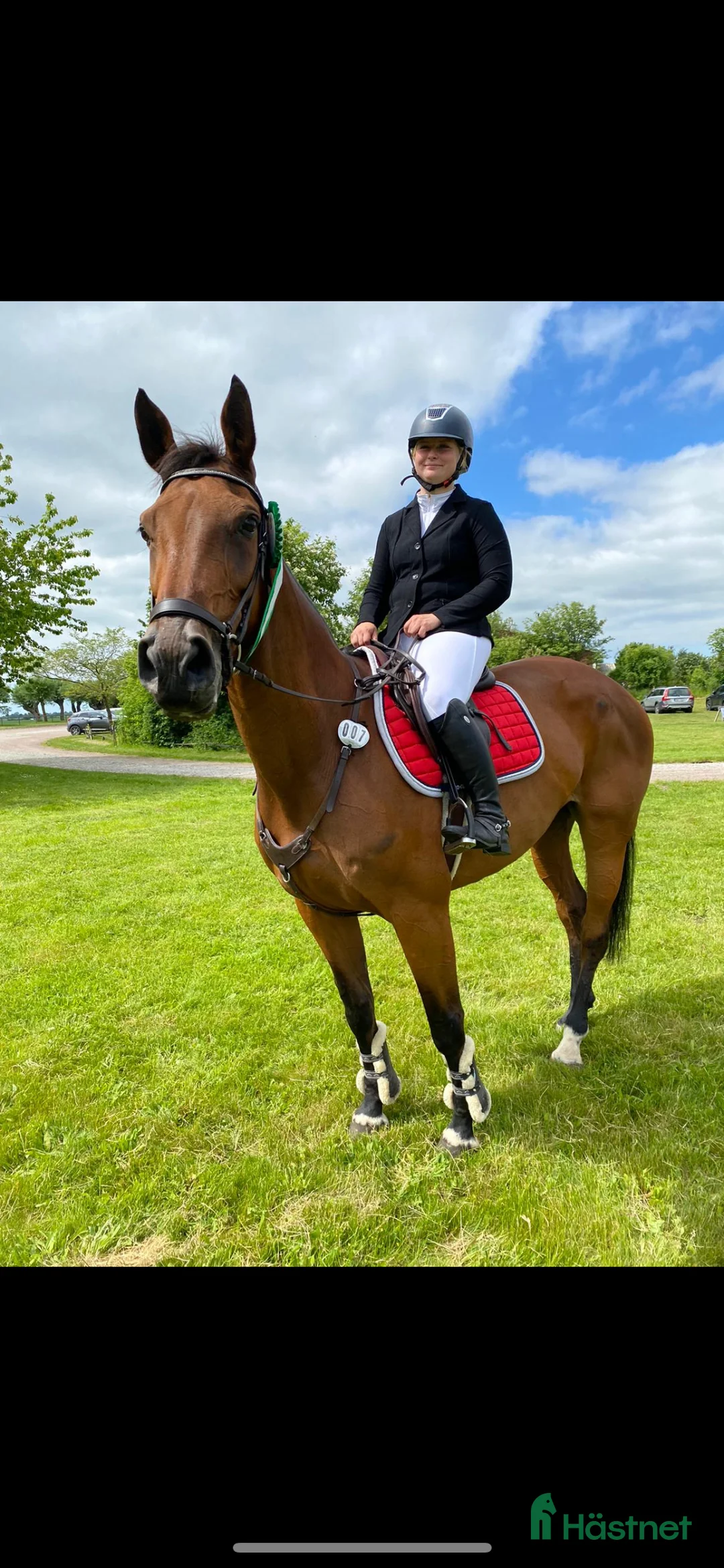 Avelshästar hästar till salu: Avelsto i Degeberga - Annons 3