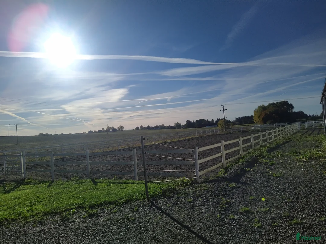  stallplats finnes: Hästboxar att hyra på en fantastisk tomt.  i Tomelilla - Annons 27