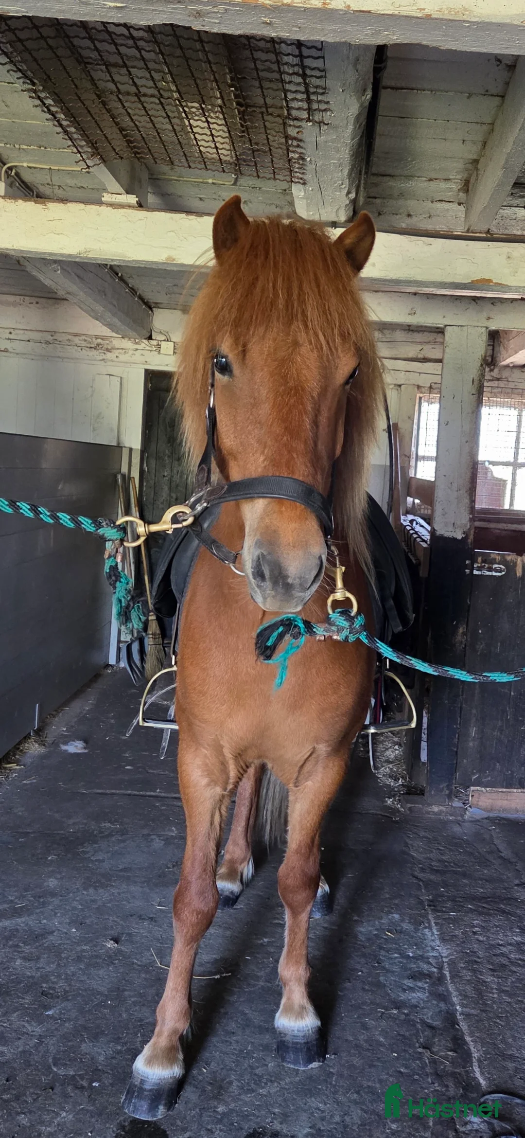 Island hästar till salu: Välrest valack i Ankarsrum - Annons 1